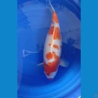 kohaku munuk,/male 50bu