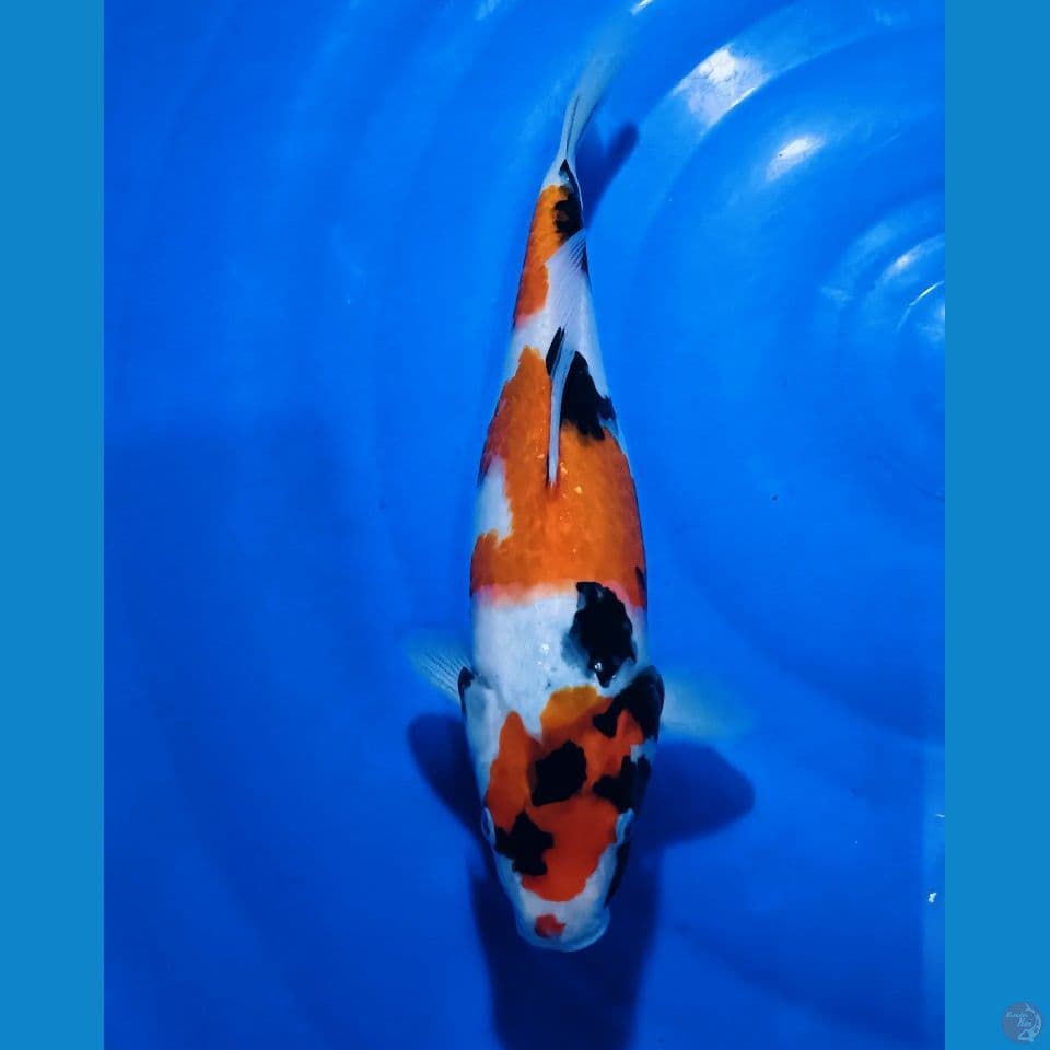 Showa Shansoku