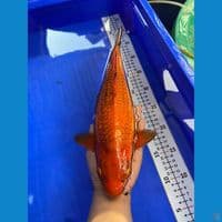 36cm