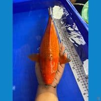 39cm