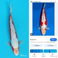 khosui 35cm