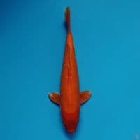 Benigoi 30cm