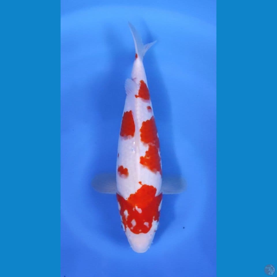 KOHAKU ORIGINAL 33CM - FEEMALE 