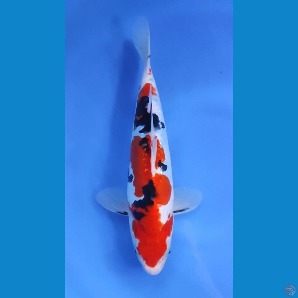 SANKE HQ 30CM - FEEMALE