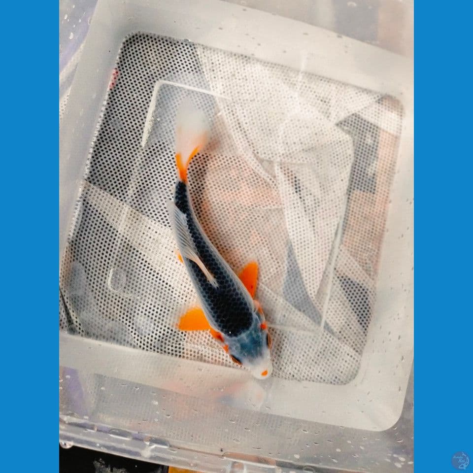 Asagi 15CM