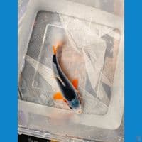 Asagi 15CM