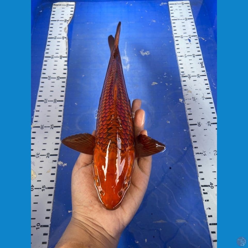 chagoi sisik salak
