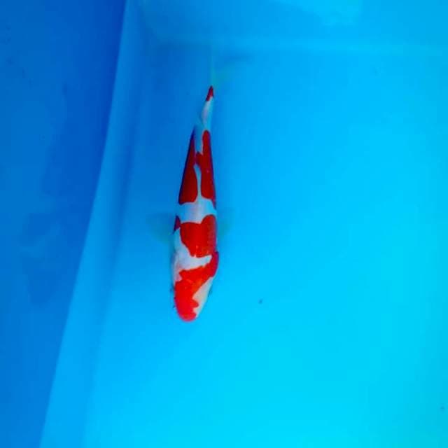 Kohaku doitsu