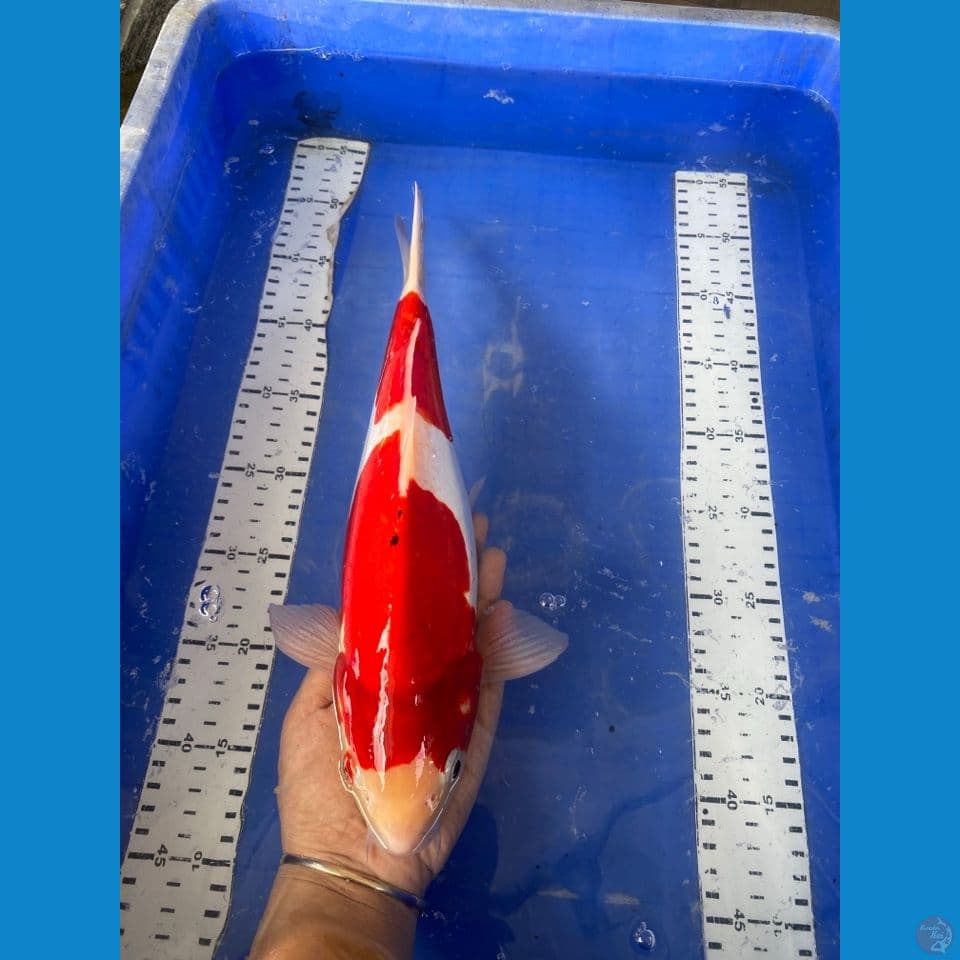 kohaku 36 jantan