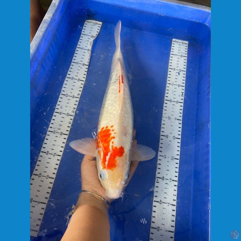 42 kohaku