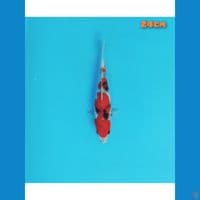 showa 24 cm