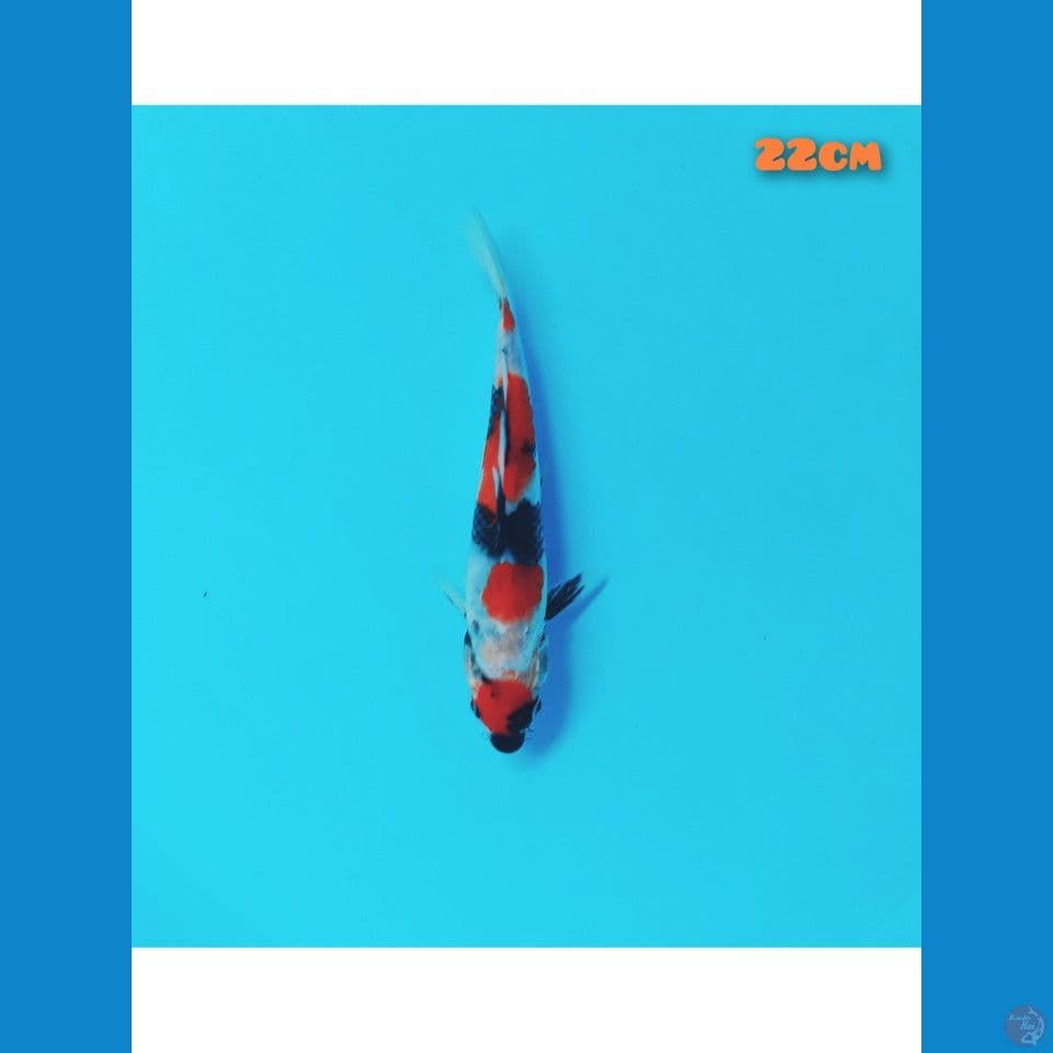 maruten showa 22 cm
