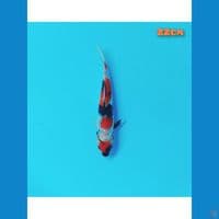 maruten showa 22 cm