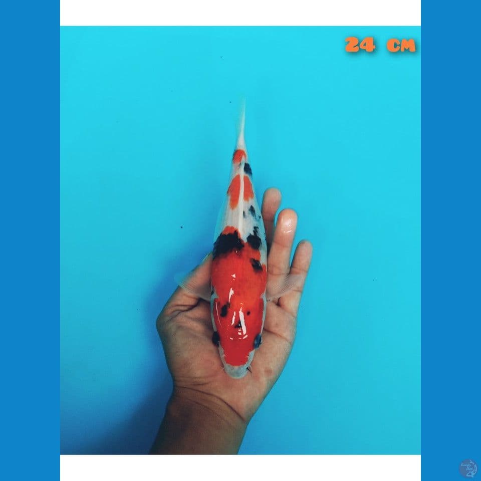 showa 24 cm