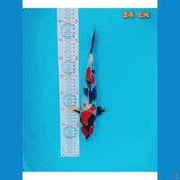maruten showa 34 cm