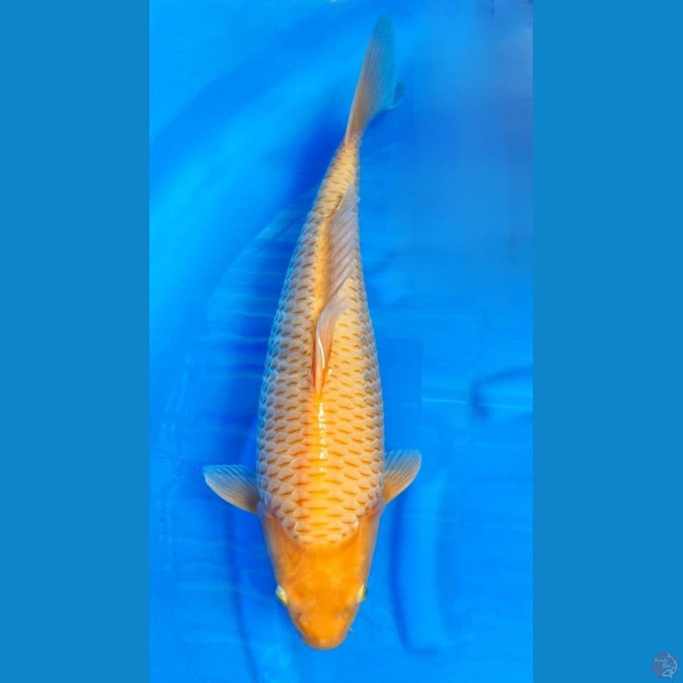 Caramel Prestasi 1x juara 1 50CM MALE