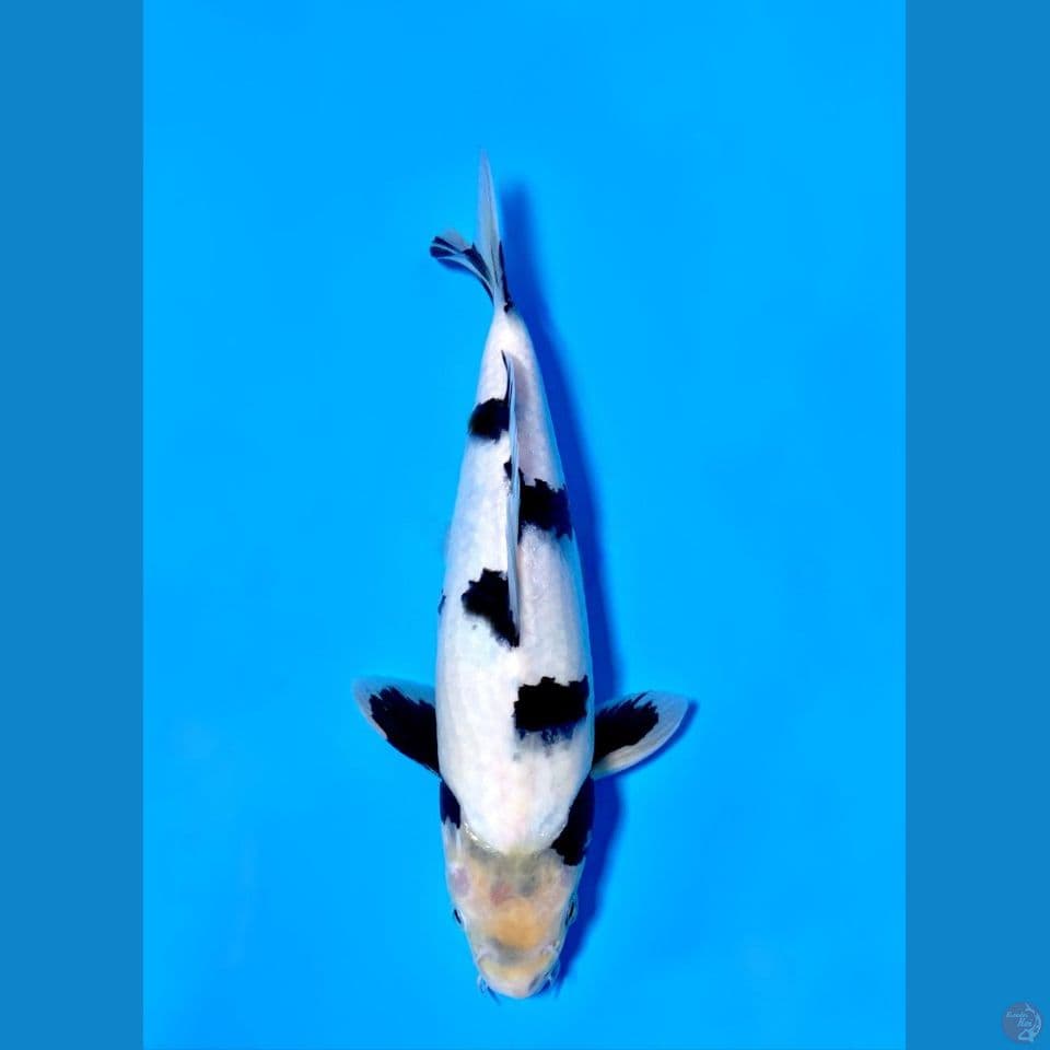 Shiro Utsuri SQ Show Quality 35cm