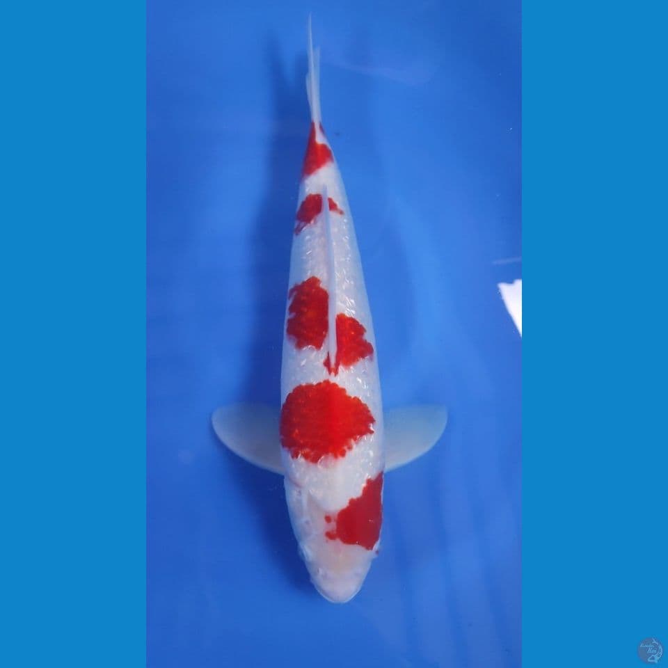 KOHAKU GINRIN ORI-RED STRONG 40CM - MALE