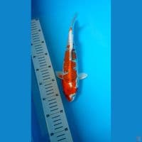 kujaku hikari 31cm 