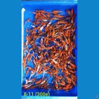 8-11cm 300 ekor KOHAKU SANKE