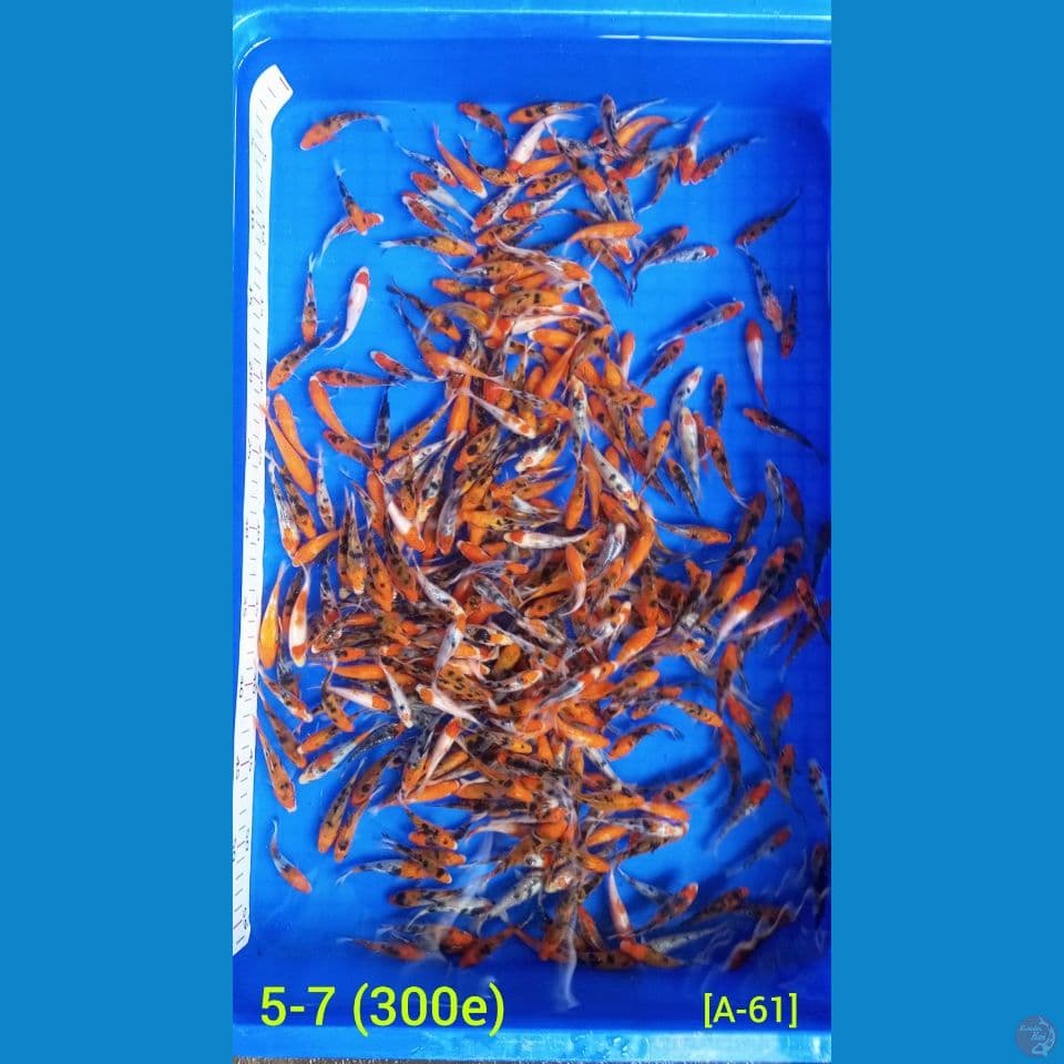 5-7 (300e) BIBIT SANKE DOMINAN GRADE B