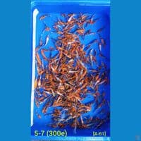 5-7 (300e) BIBIT SANKE DOMINAN GRADE B