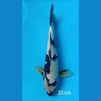 33cm SHIRO 