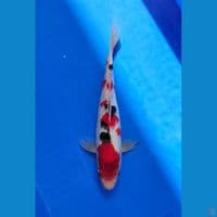 taisho sanshoku 28 cm male