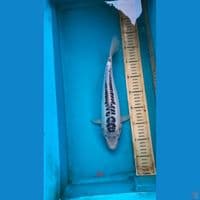shusui 34cm f