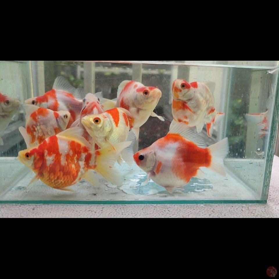 10-15cm Top Tamasaba 
