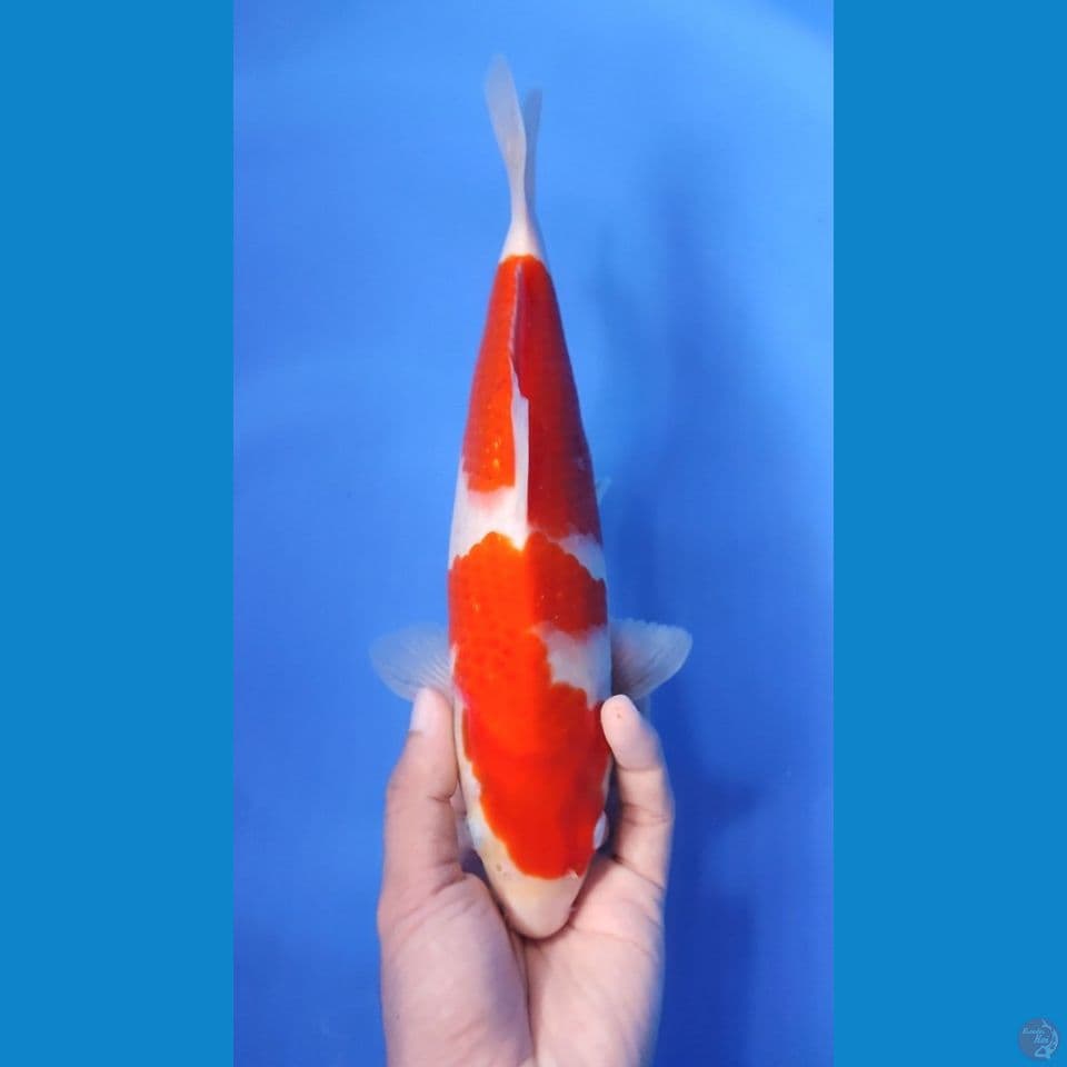 KOHAKU ORI 27CM 
