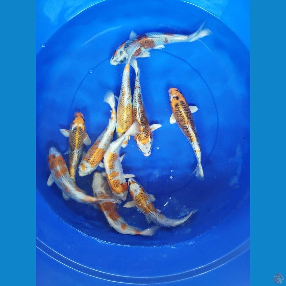 kojaku size 23cm 25cm jumlah 10ekor