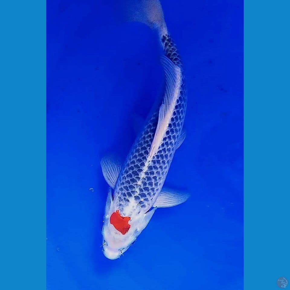 34cm tanco goshiki ml