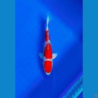 kikushui 18cm male