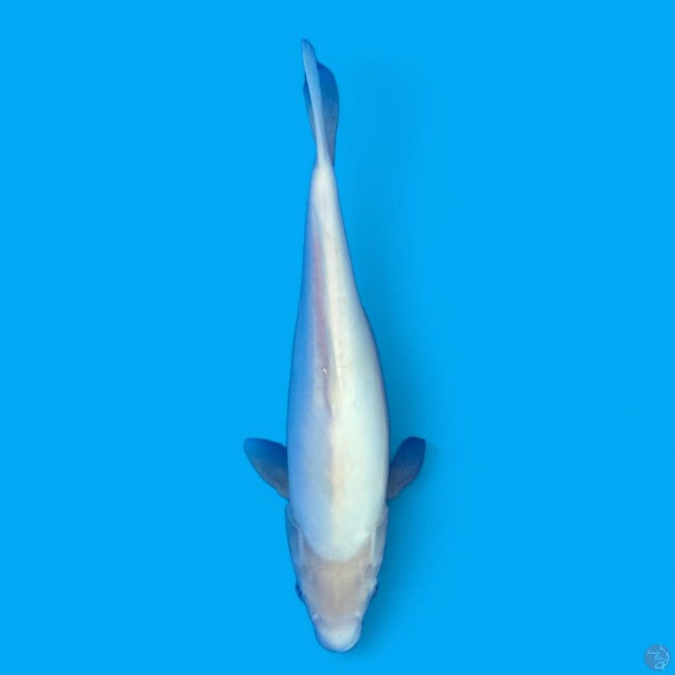 shiro doitsu 38cm female