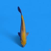 chagoi 38cm male