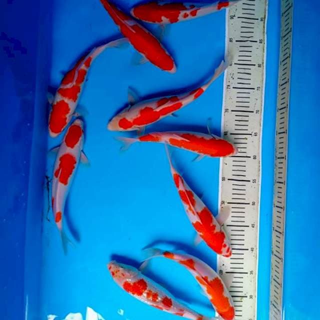 Mix 9 ekor kohaku
