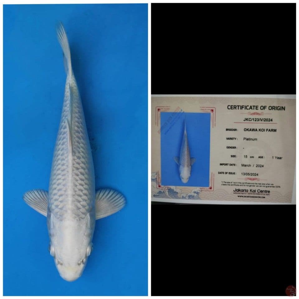 Okawa Platinum 