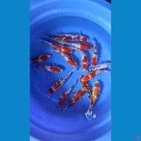 Doitsu 17-20-23 cm 15 pcs