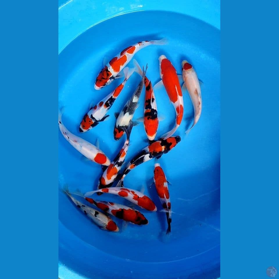 Showa 18-20-24 cm 13 pcs