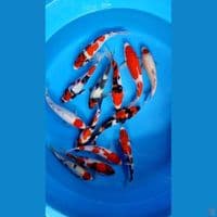 Showa 18-20-24 cm 13 pcs