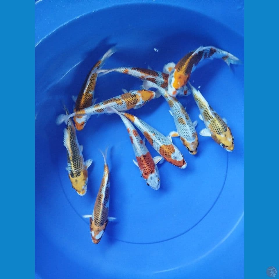 kojaku size 20cm sampai 22cm jumlah 10ekor