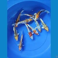kojaku size 20cm sampai 22cm jumlah 10ekor