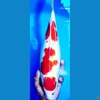 original maruten kohaku