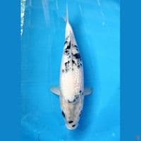 SHIRO GINRIN ~ 35CM