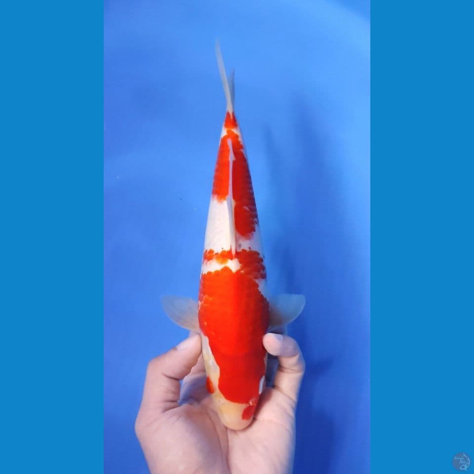 KOHAKU RED STRONG 25CM - MALE 