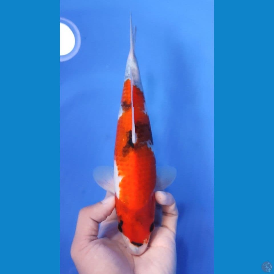 SHOWA TATEGOI 25CM - MALE 
