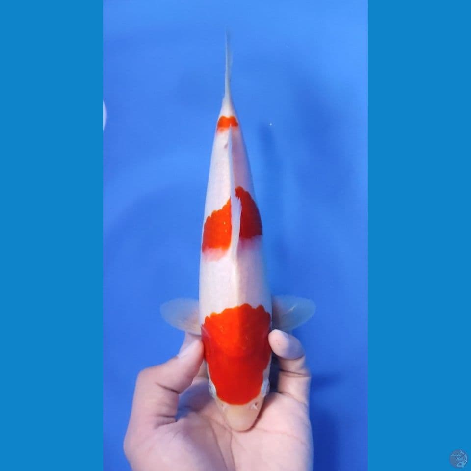 KOHAKU ORI RED STRONG 23CM - MALE