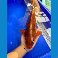 39cm