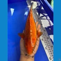 31cm